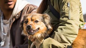 Ein Paar mit Hund