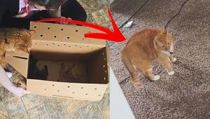 Kater bekommt neue Mitbewohner – und ist gar nicht begeistert