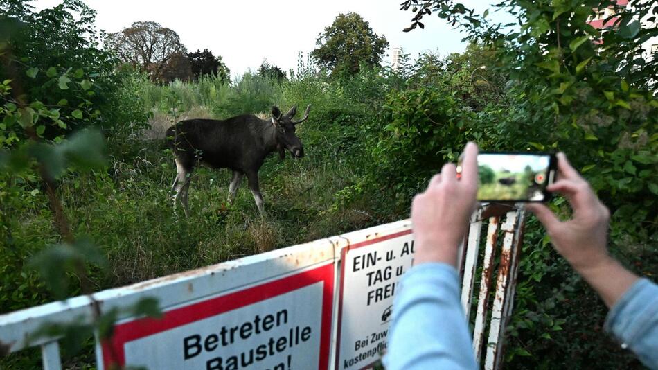 "Emil" von Fans verfolgt in Niederösterreich.