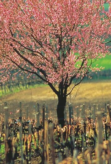 Blühender Baum im Weingarten