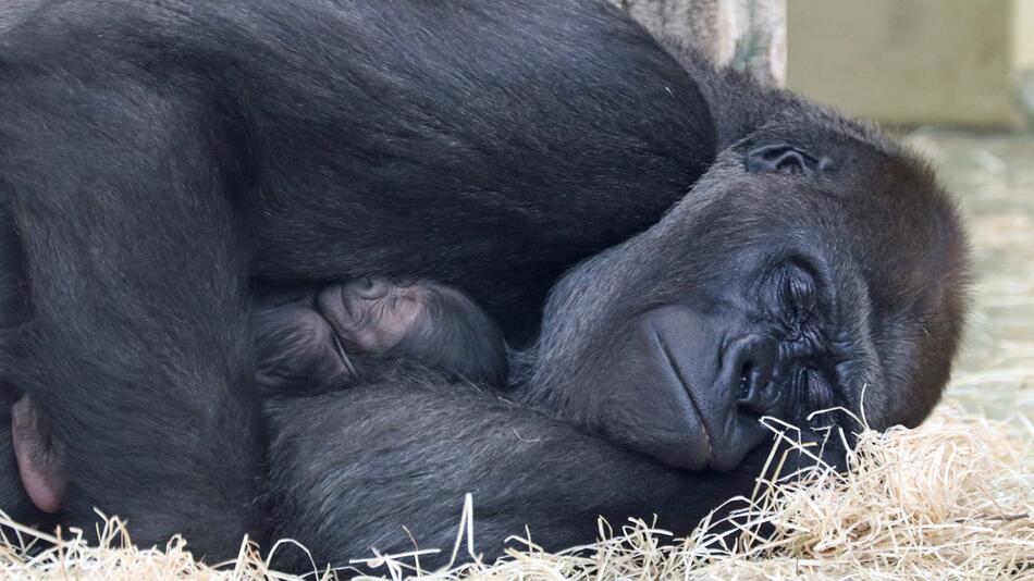 Gorilla-Nachwuchs im Zoo Berlin