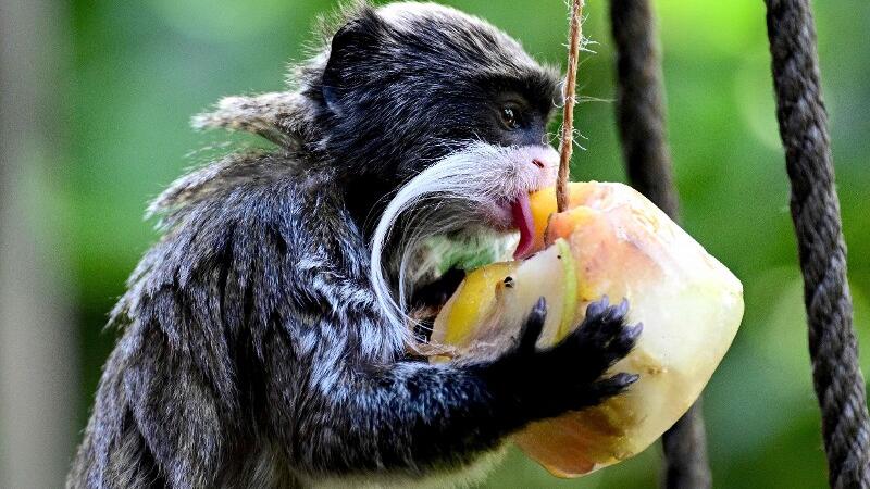 Ein Affe isst Früchte aus einem Eisklotz.