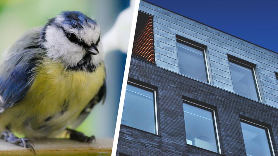 Vogel gegen Fenster geflogen: So gehst du vor