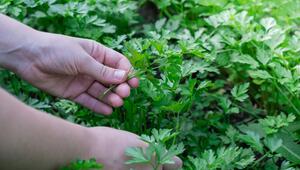 Ein Gärtner kümmert sich um die Petersilie im Garten.