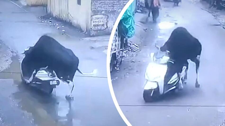 Stier steigt auf Roller – und fährt direkt gegen die Wand