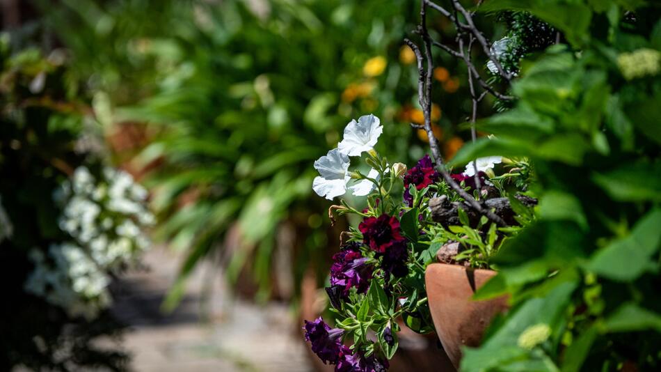 Pflanzenkübel in einem Garten