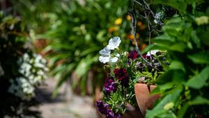 Pflanzenkübel in einem Garten