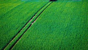 Pflanzenschutz auf Rapsfeld