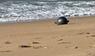 "Space Balls" in Queensland entdeckt