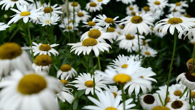 Margeriten im Garten