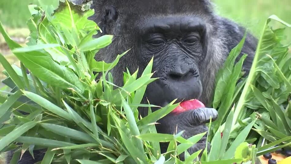 Der wohl älteste Gorilla der Welt feiert Geburtstag