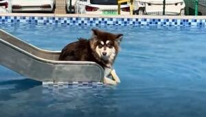 Hund auf Pool-Rutsche