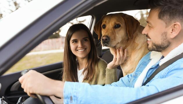 Paar mit Hund im Auto 