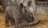 Nashorn-Baby