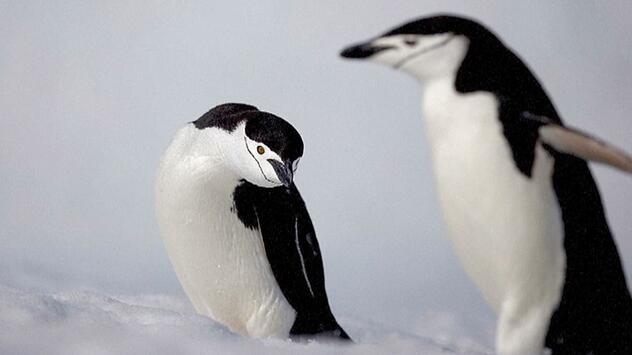 Zwei Drittel weniger: Zügelpinguine in der Antarktis dramatisch dezimiert