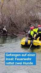 Rettung von zwei Hunden