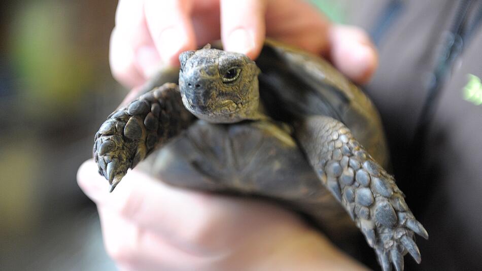 Schildkröte wird gestreichelt