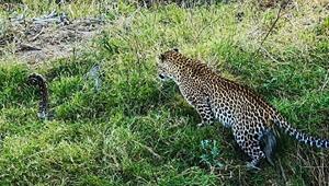 Nasse Raubkatze: Leopard erschrickt vor Python – und landet im Wasser