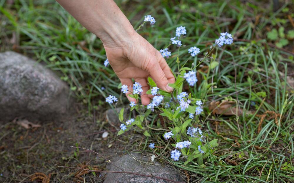 Blätter, Nadeln, Blüten: Köstlichkeiten aus Bäumen