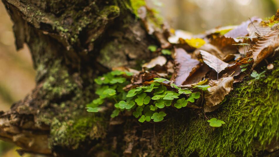 Keltisches Baumhoroskop: Welcher Baum bin ich?