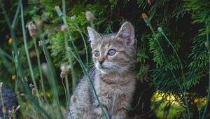 giftige pflanzen katzen