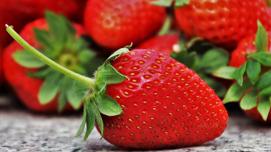 wie oft Erdbeeren gießen