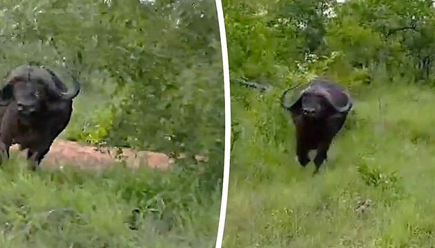 Safari-Schreck: Gestresster Büffel rammt Jeep
