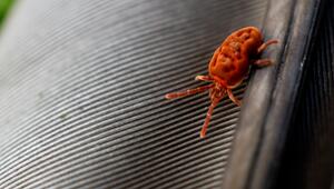 Rote Milben im Garten richtig erkennen und einordnen