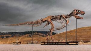 50 Millionen Dollar für einen Dinosaurier: T-Rex erzielt Rekordpreis