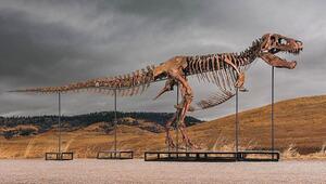 50 Millionen Dollar für einen Dinosaurier: T-Rex erzielt Rekordpreis