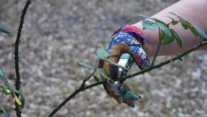 remontierschnitt zweite blüte
