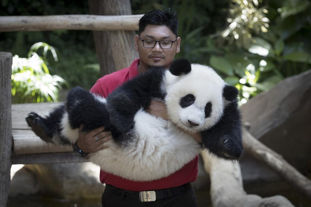 Panda im Zoo in Kuala Lumpur