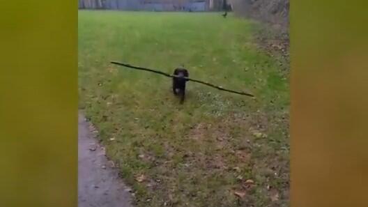 Hund, langer Stock
