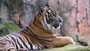 Indonesien, Tiger