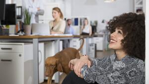Ein brauner Hund läuft im Büro umher.