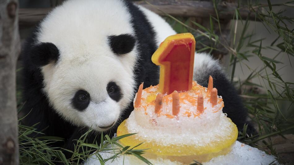 Panda im Zoo in Kuala Lumpur