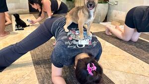 Wellness-Trend Puppy Yoga