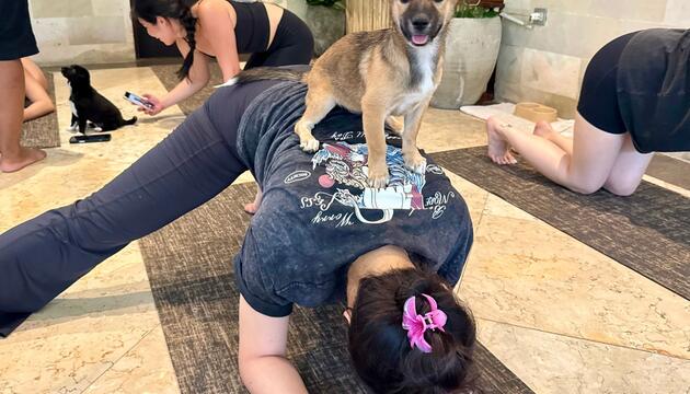Wellness-Trend Puppy Yoga