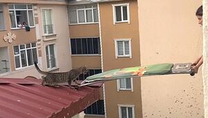 Bügelbrett als Brücke: Frauen retten streunende Katze von Dach