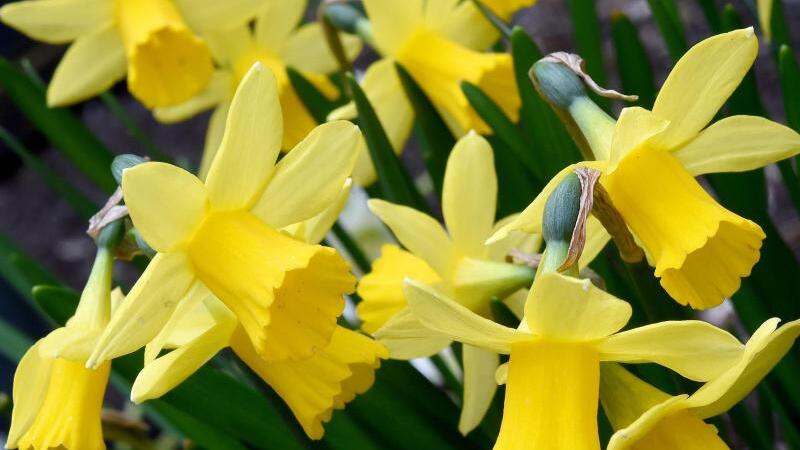 Narzissenblüte