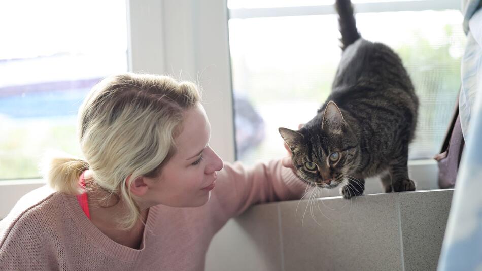 Katzenstreichler im Tierheim