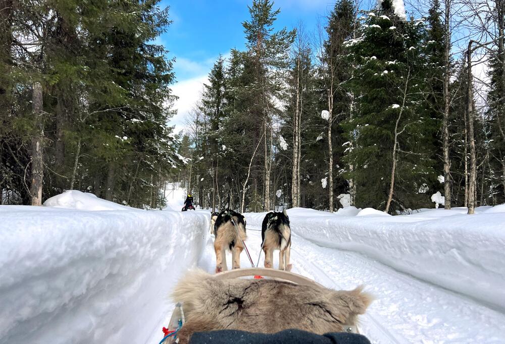 Schlittenfahrt in Finnland