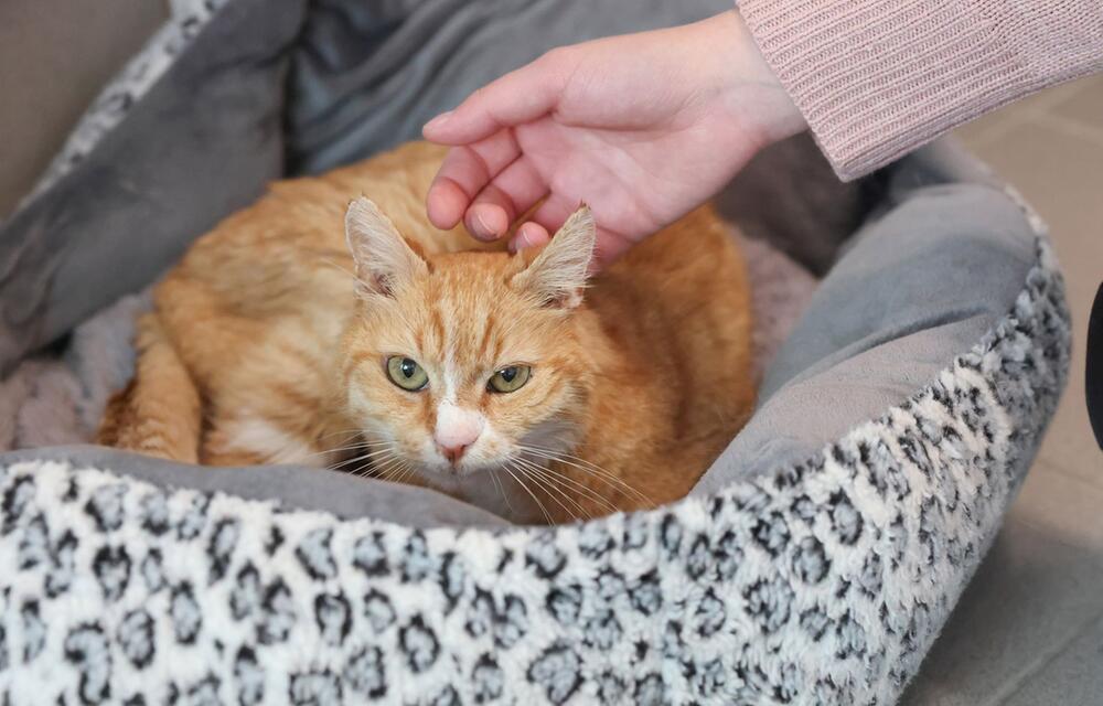 Katzenstreichler im Tierheim