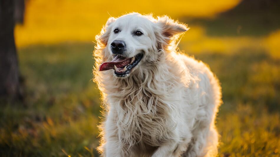 Hund im Sonnenuntergang