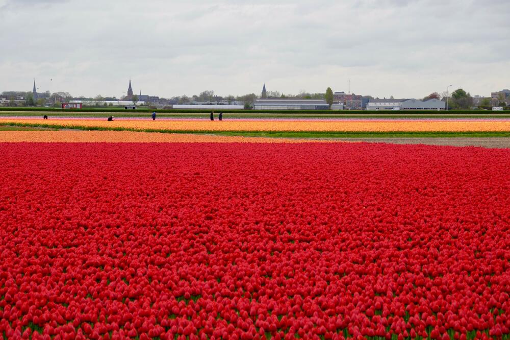 Tulpenfelder bei Lisse in den Niederlanden