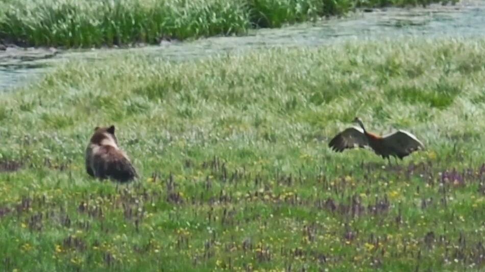 Mit dem falschen Vogel angelegt: Kranich jagt Bär durch Nationalpark