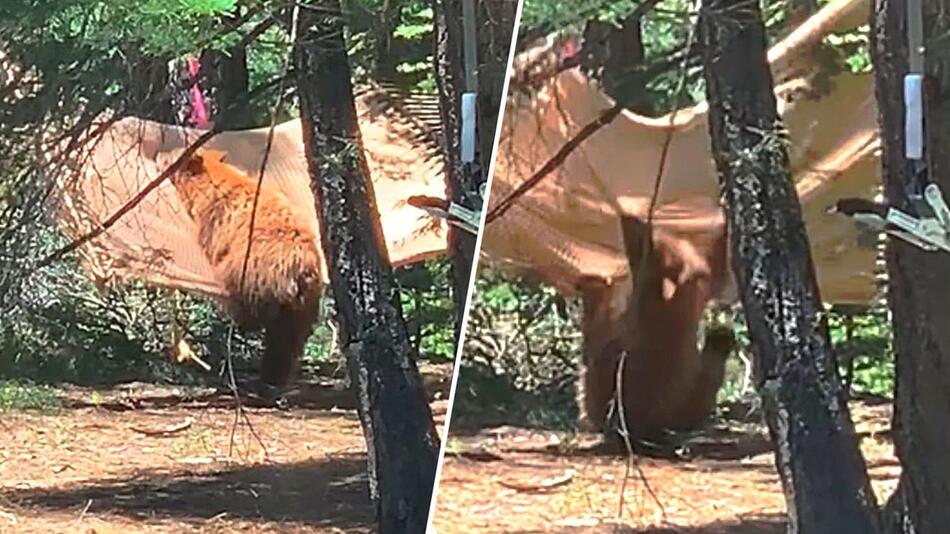 Widerspenstige Hängematte: Bär veranstaltet Spektakel in Garten