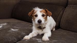 Hund sitzt auf Sofa und haart sehr stark