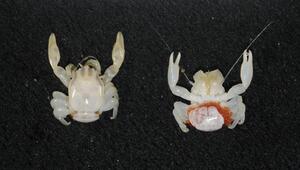 Porzellankrabbe