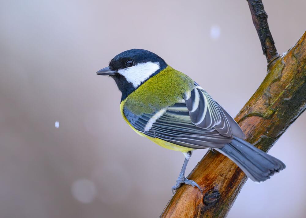 Wintervögel werden gezählt